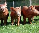 Image result for Tamworth Pig Meat