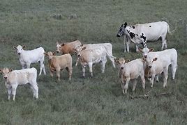 Image result for Cattle Herd