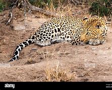 Image result for Snow Leopard Back Legs Lying Down