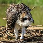 Image result for Osprey