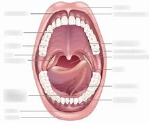 Image result for Parts of Oral Cavity