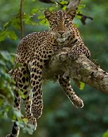 Image result for Leopard Sitting in Tree