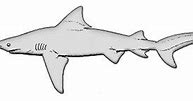 Image result for Bull Shark Clip Art