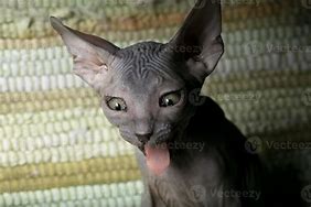 Image result for Sphynx Cat Creepy