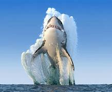 Image result for Dangerous Sea Life