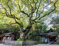 Image result for Shishki Trees