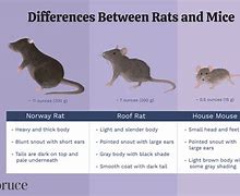 Image result for Mause Vs. Rat