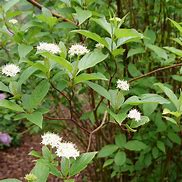 Image result for Cornus Arctic Fire