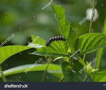 Image result for Poto Ulat Daun