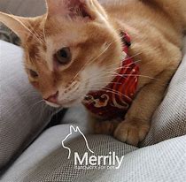 Image result for Barn Cat with Bandana