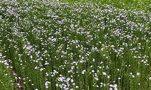 Image result for Flax Plant Linen