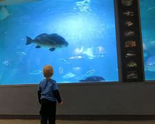 Image result for Atlantic Aquarium Bloop