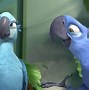 Image result for Blue De Rio