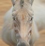 Image result for Amazing Albino Animals