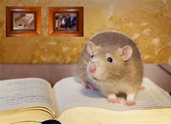 Image result for Rat Reading Book