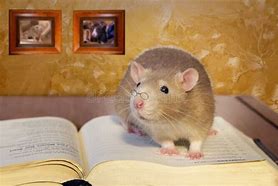 Image result for Reading Rat