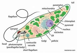 Image result for Euglena Cell Wall