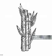 Image result for Pokok Tebu Drawing