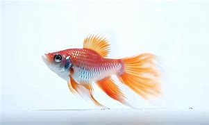 Image result for White Cute Fish