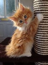 Image result for Fluffy Kitty Cats