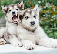 Image result for Alaskan Huskies Dogs