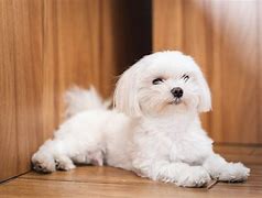 Image result for Black Teacup Maltese