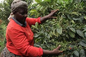 Image result for Kenya Coffee Farm