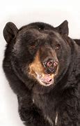 Image result for America Bear