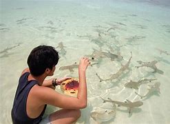 Image result for Feeding Sharks in Aquarium