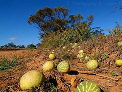 Image result for Paddy Melon