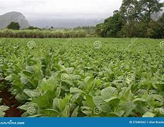 Image result for Cuba Tobacco