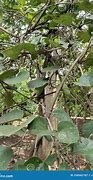 Image result for Anislag Tree