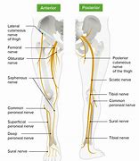 Image result for Posterior Cutaneous Nerve of Thigh