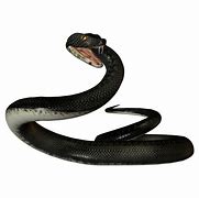 Image result for Black Mamba