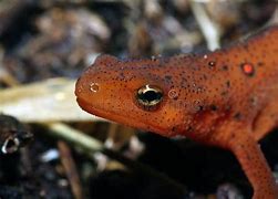 Image result for Red Eft Newt