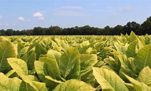 Image result for Burley Tobacco Leaf