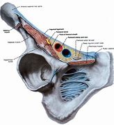 Image result for femoral canal function