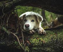 Image result for hiding animals