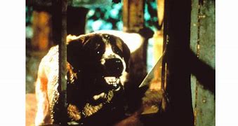 Image result for Cujo Costume for Dog