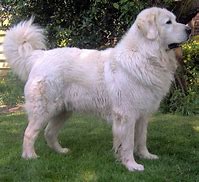 Image result for White Big Terrier