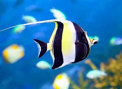 Image result for Coral Reef Fish