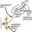 Image result for Adrenal Medulla