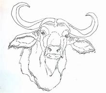 Image result for Rainbow-Coloured Water Buffalo Art