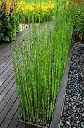 Image result for Bambu Air