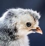 Image result for Silkie Chicken Feet