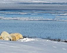 Image result for Arctic Tundra Biome Climate