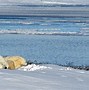 Image result for Arctic Tundra Biome Climate