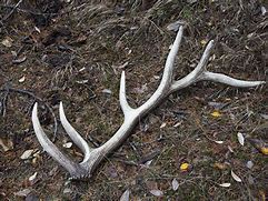 Image result for Real Elk Antlers