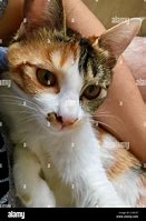 Image result for Orange Swirl TabbyCat