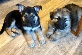 Image result for AKC German Shepherd